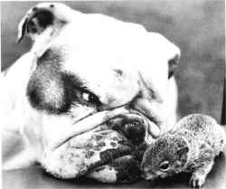 nuevo 07.jpg (6895 bytes)